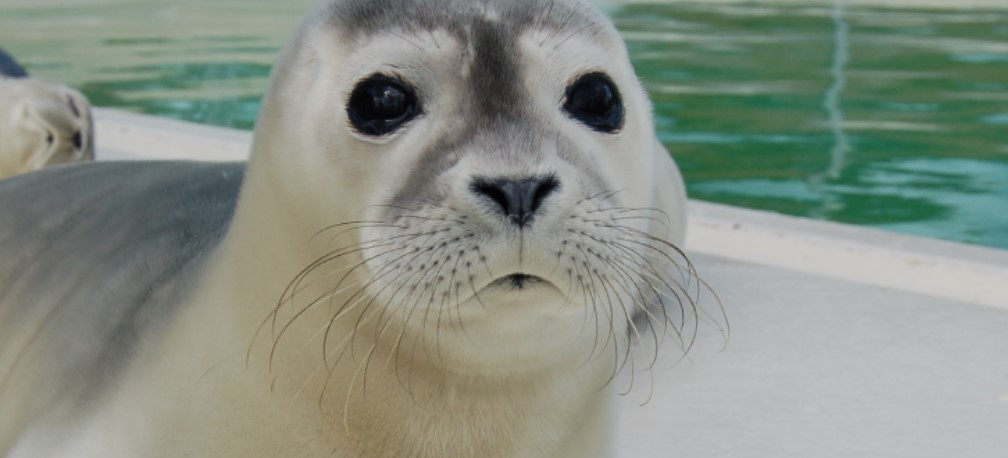 Seehundauffangstation